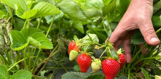 Odmiany truskawek i nowe numery w projekcie Truskawkowe Inspiracje z Geoplant Vivai