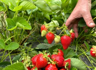 Odmiany truskawek i nowe numery w projekcie Truskawkowe Inspiracje z Geoplant Vivai