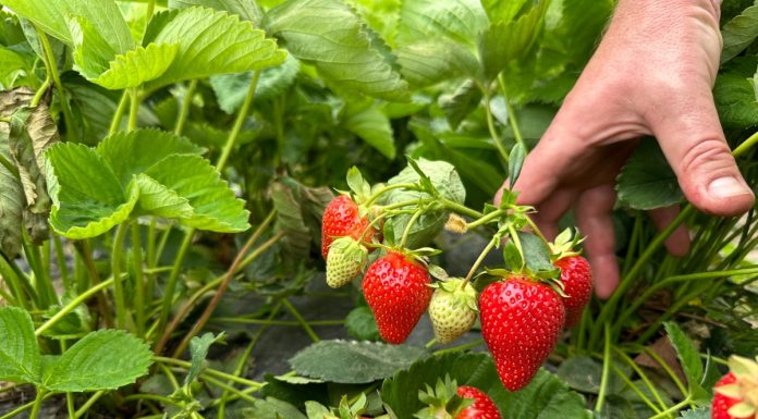 Odmiany truskawek i nowe numery w projekcie Truskawkowe Inspiracje z Geoplant Vivai