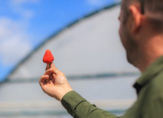 Co jest najważniejsze w jagodowym biznesie?