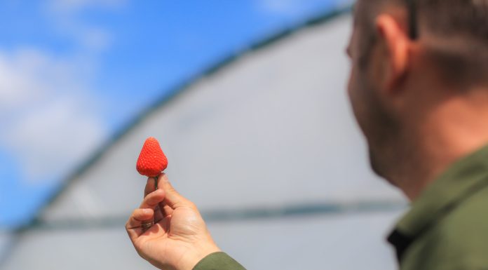 Co jest najważniejsze w jagodowym biznesie?