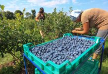 Borówkowy sezon 2023 pod lupą