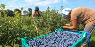 Borówkowy sezon 2023 pod lupą