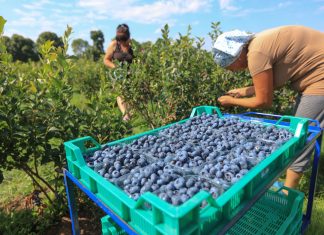 Borówkowy sezon 2023 pod lupą