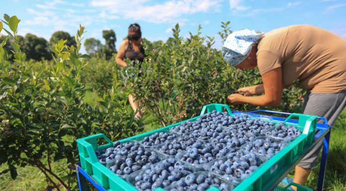 Borówkowy sezon 2023 pod lupą