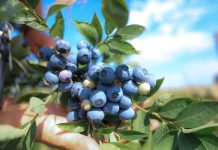 Spożycie borówki na świecie ciągle rośnie. Kto jest liderem?