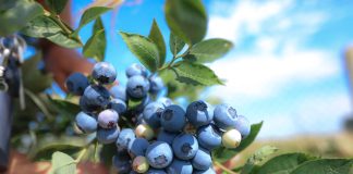 Spożycie borówki na świecie ciągle rośnie. Kto jest liderem?