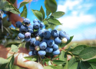 Spożycie borówki na świecie ciągle rośnie. Kto jest liderem?