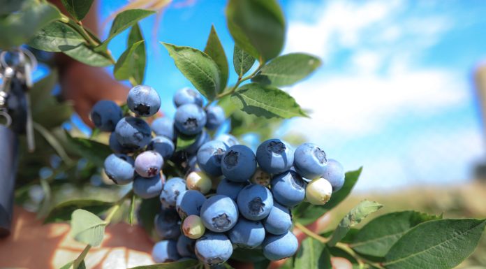 Spożycie borówki na świecie ciągle rośnie. Kto jest liderem?