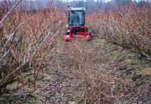 Dlaczego należy ciąć borówki