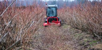 Dlaczego należy ciąć borówki