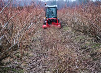 Dlaczego należy ciąć borówki