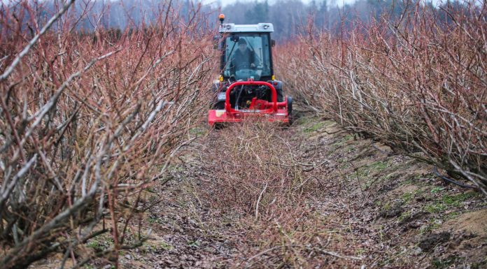 Dlaczego należy ciąć borówki