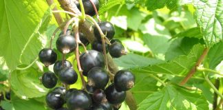 Acetamipryd – drastyczne zmiany w jego stosowaniu. acetamipryd