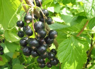 Międzynarodowa Konferencja Porzeczkowa 2024 w Austrii acetamipryd