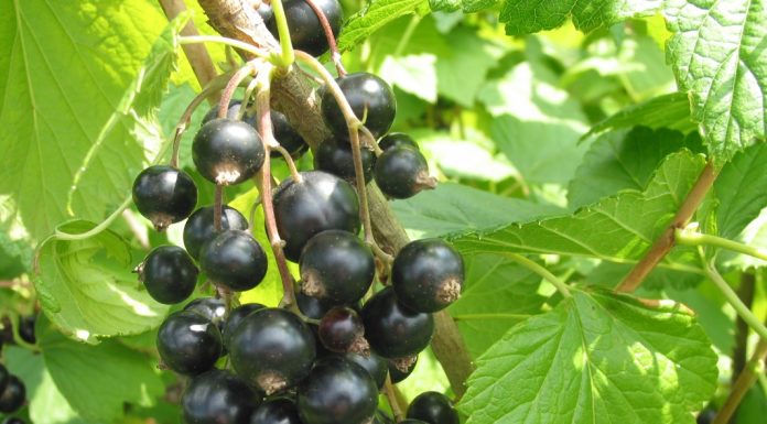 Acetamipryd. KUPS apeluje do rządu o zarezerwowanie środków na wycofanie owoców i przetworów, które nie spełnią nowych norm acetamipryd