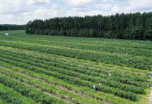 Nowe limity stawek dopłat do ubezpieczeń upraw drzew i krzewów owocowych