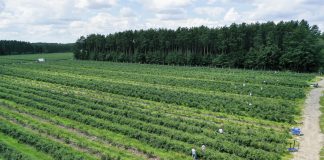 Nowe limity stawek dopłat do ubezpieczeń upraw drzew i krzewów owocowych