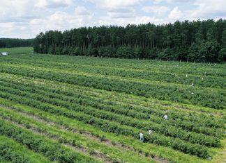 Nowe limity stawek dopłat do ubezpieczeń upraw drzew i krzewów owocowych