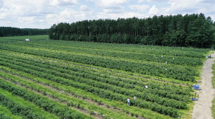 Nowe limity stawek dopłat do ubezpieczeń upraw drzew i krzewów owocowych