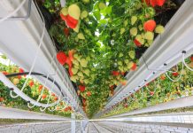Imponująca technologia uprawy truskawek