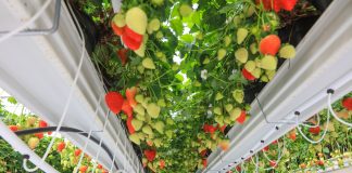 Imponująca technologia uprawy truskawek