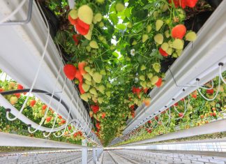 Imponująca technologia uprawy truskawek