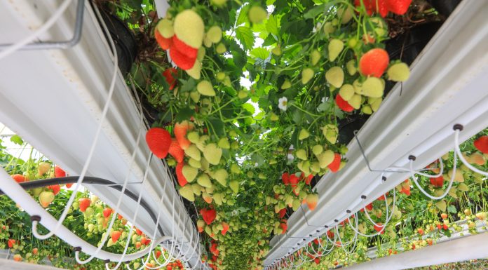 Imponująca technologia uprawy truskawek