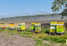 Czy zabraknie pszczół na plantacjach?