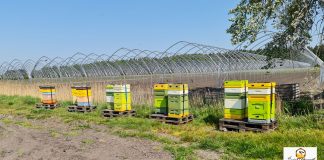 Czy zabraknie pszczół na plantacjach?