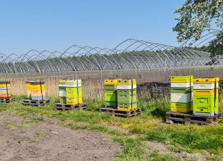 Czy zabraknie pszczół na plantacjach?