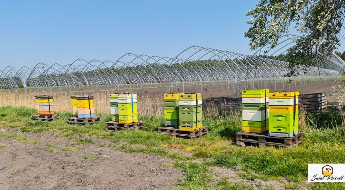 Czy zabraknie pszczół na plantacjach?