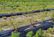 Plantacja borówki zamiera. Jakie są przyczyny?