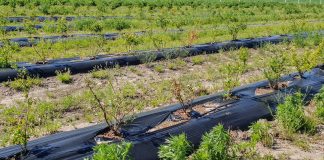 Plantacja borówki zamiera. Jakie są przyczyny?