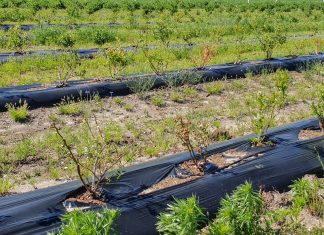 Plantacja borówki zamiera. Jakie są przyczyny?