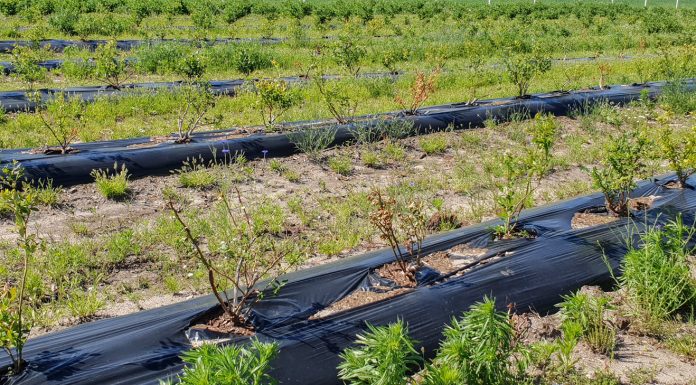 Plantacja borówki zamiera. Jakie są przyczyny?