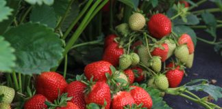 Najlepsze odmiany truskawek. Co warto posadzić w 2024?