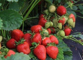 Najlepsze odmiany truskawek. Co warto posadzić w 2024?
