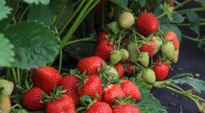 Najlepsze odmiany truskawek. Co warto posadzić w 2024?