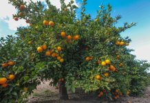 Zmiany klimatu. Czy będziemy sadzić w Polsce drzewa cytrusowe?