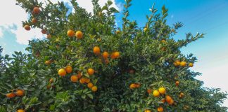 Zmiany klimatu. Czy będziemy sadzić w Polsce drzewa cytrusowe?