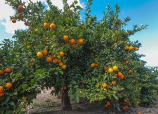 Zmiany klimatu. Czy będziemy sadzić w Polsce drzewa cytrusowe?