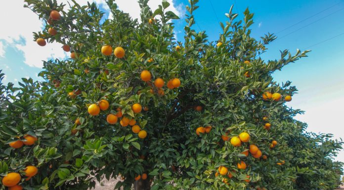 Zmiany klimatu. Czy będziemy sadzić w Polsce drzewa cytrusowe?