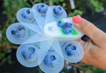 Rynek borówki. Wyzwania dla branży