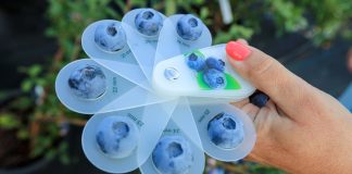 Rynek borówki. Wyzwania dla branży