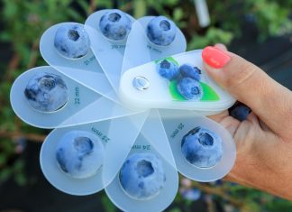 Rynek borówki. Wyzwania dla branży