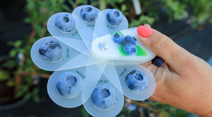 Rynek borówki. Wyzwania dla branży