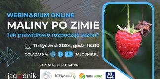 Maliny po zimie. Jak prawidłowo rozpocząć nowy sezon?