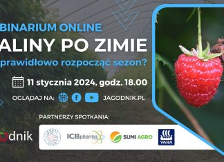 Maliny po zimie. Jak prawidłowo rozpocząć nowy sezon?