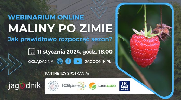 Maliny po zimie. Jak prawidłowo rozpocząć nowy sezon?